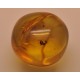 Baltic amber bead with insect-AI0787